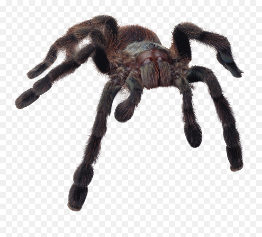 Spider Png Image - Scary Spider Transparent Background,Spider Png