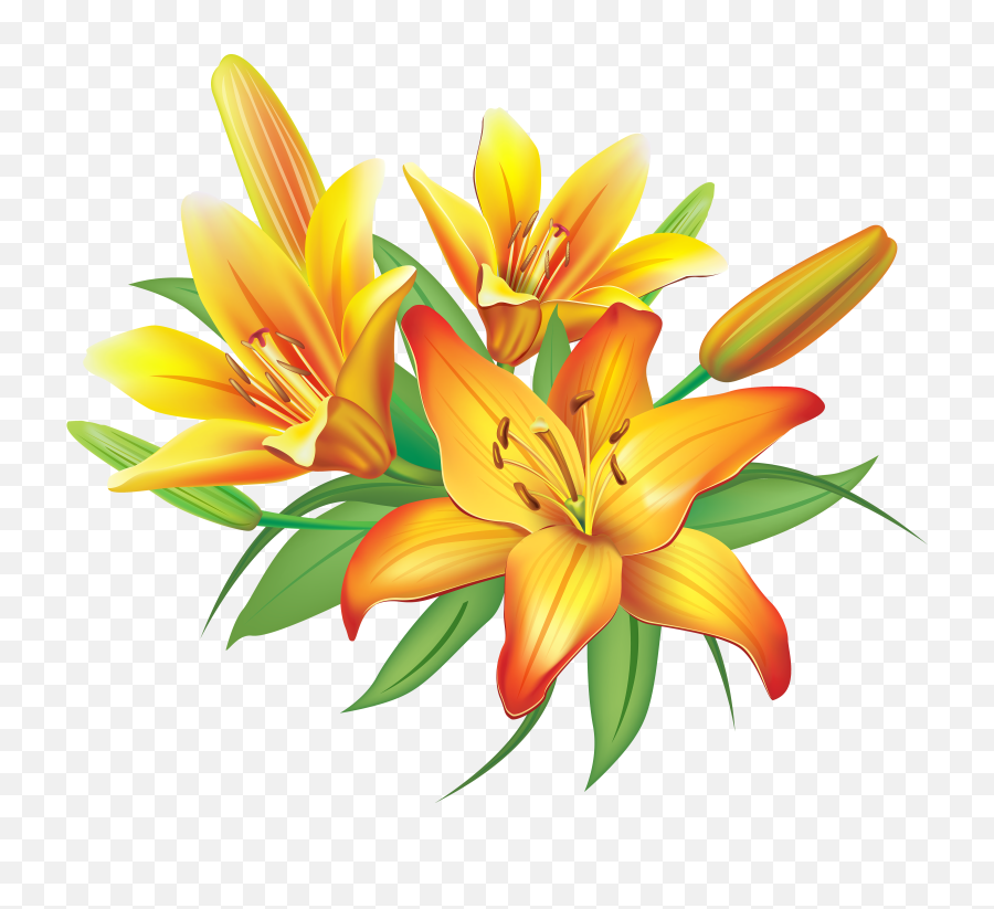Download Lily Free Png Transparent Image And Clipart - Lilies Flower Clipart,Lily Transparent Background