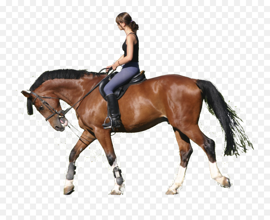 Transparent Horse Riding - Horse Riding Png,Horse Transparent Png