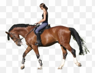 Transparent Horse Riding - Horse Riding Png,Horse Transparent Png
