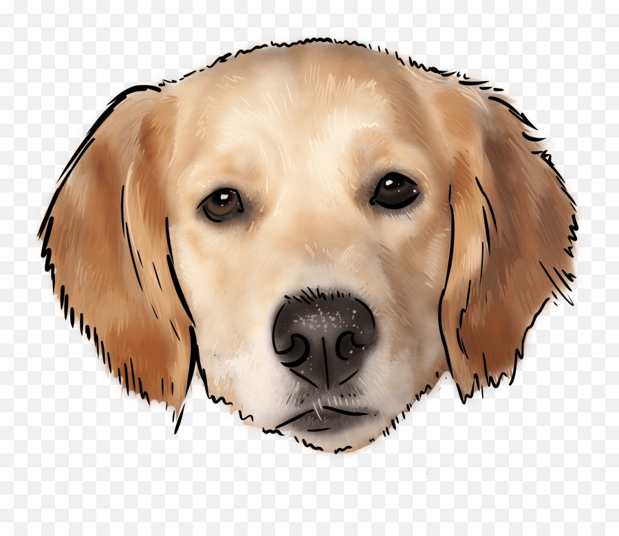 Golden Retriever - Golden Retriever Png,Golden Retriever Transparent Background