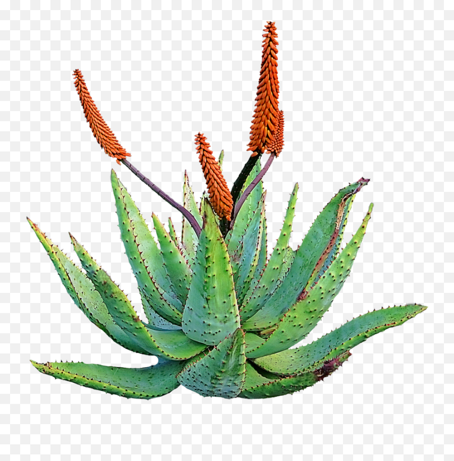 Aloe Png Free Download - Aloe Vera Flower Png,Aloe Png