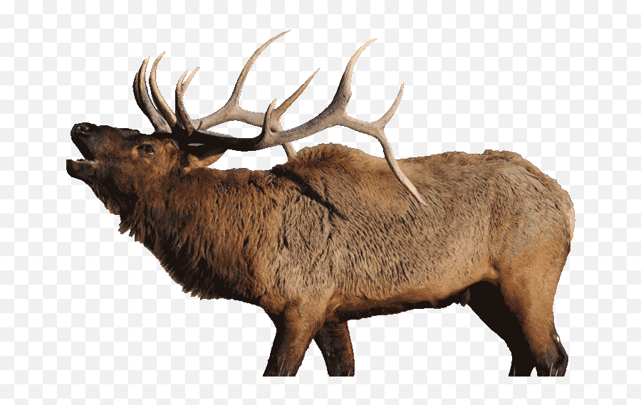 Bugling Elk Png Free - Elk Png,Elk Png