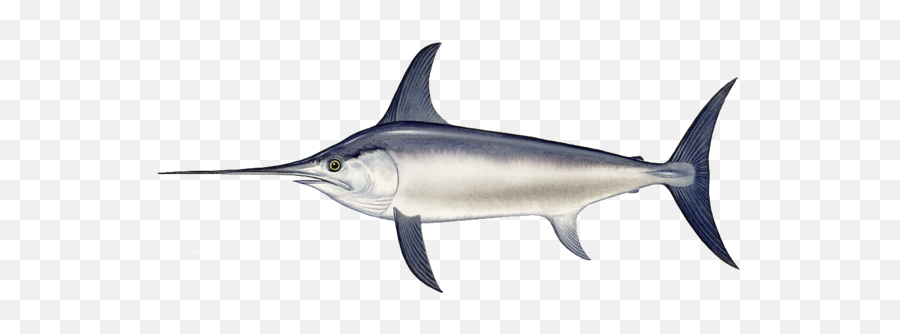 Swordfish Png 4 Image - Swordfish Png,Swordfish Png