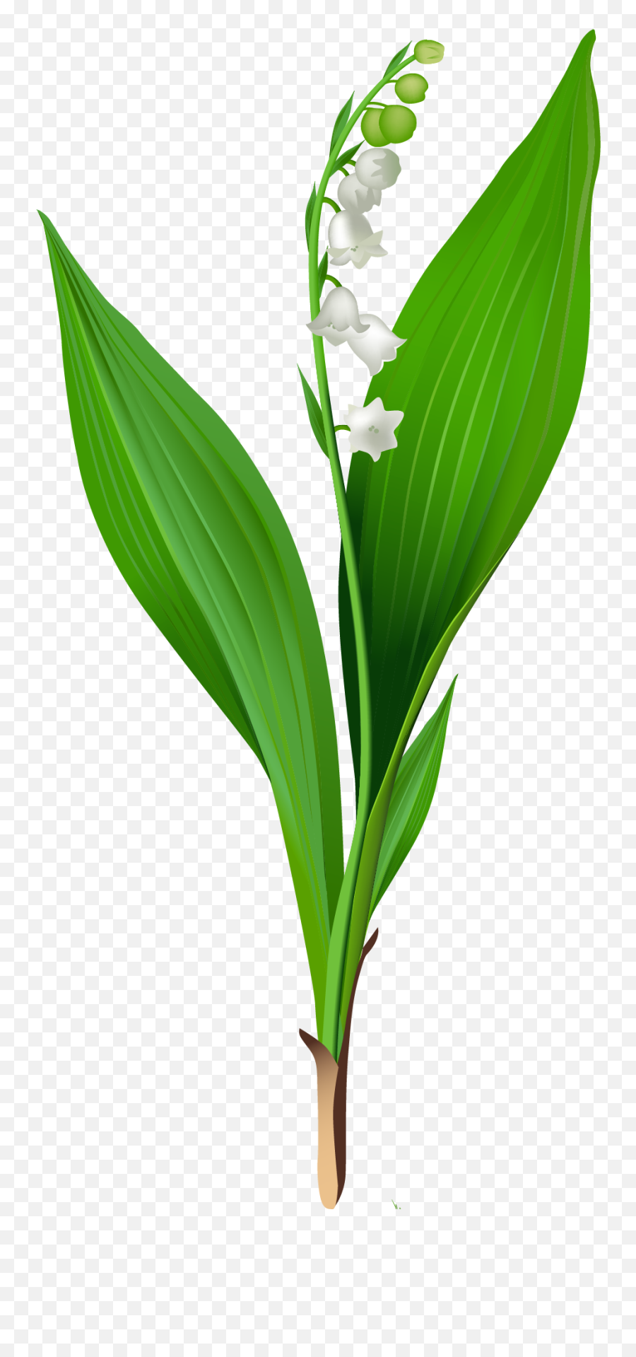 Png Clipart - Lily Of The Valley Png,Lily Of The Valley Png