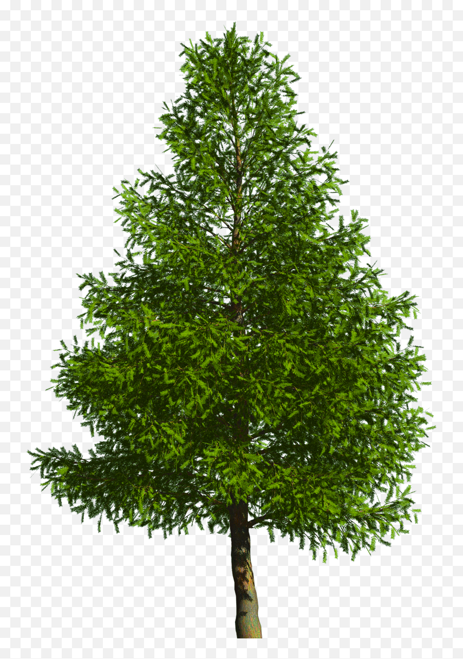 Evergreen Tree Pine Douglas Fir - Oak Tree White Background Png,Evergreen Trees Png