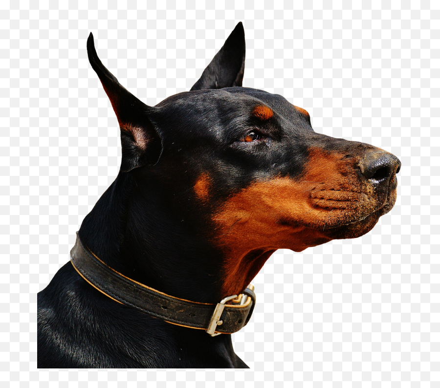 Doberman Transparent Png Image Free - Rottweiler Vs Doberman,Doberman Png