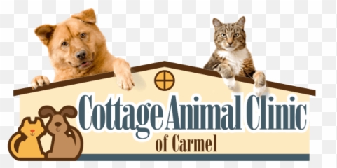 How Do You Clean Dogu0027s Ears Your Carmel Pet Clinic Explains - Dog And Cat Png,Dog Ears Png