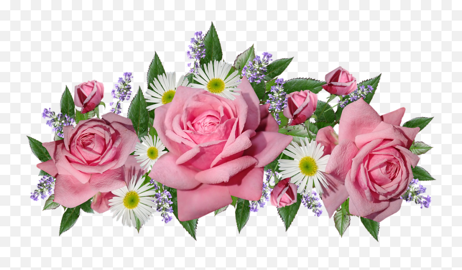 Flowers Roses Daisies - Garden Roses Png,Bunga Png