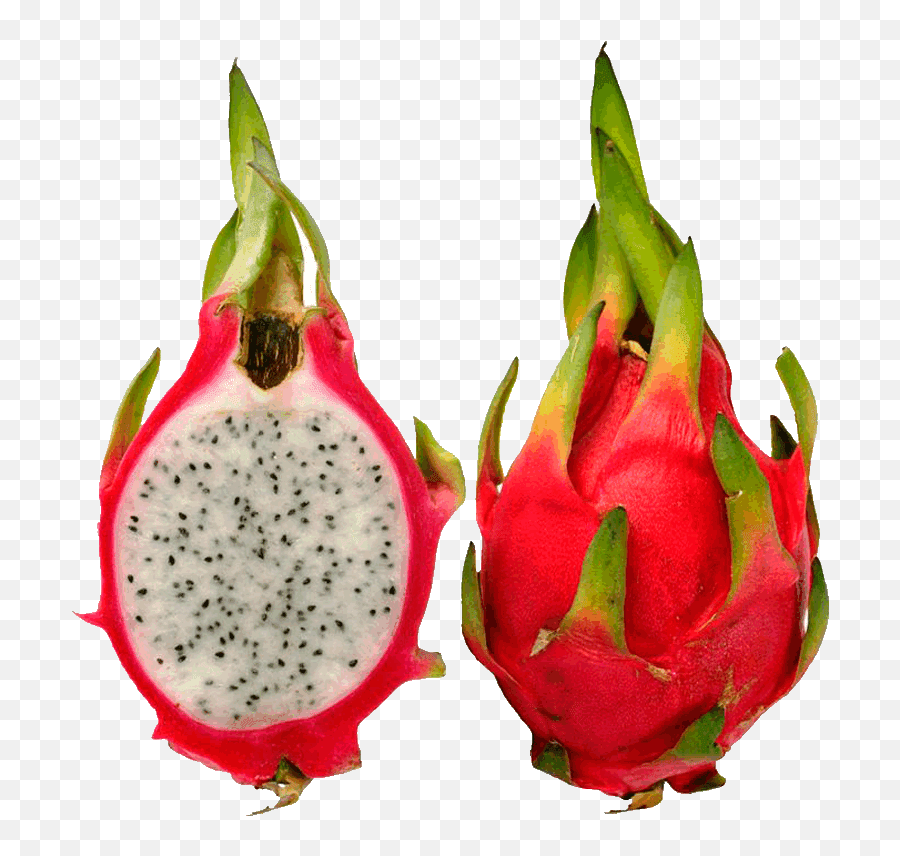 Dragon Fruit Pictures Clip Art - Dragon Fruit Images Download Png,Dragon Fruit Png