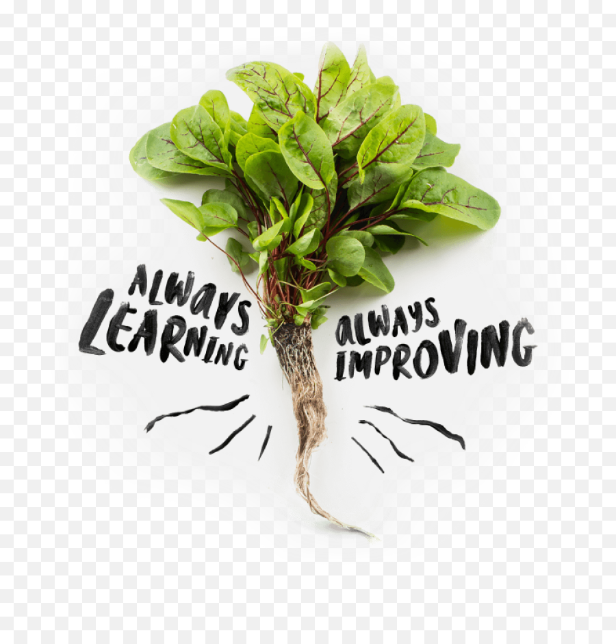 Growing A New Food System In Your City - Infarm Chard Png,Growing Plant Png
