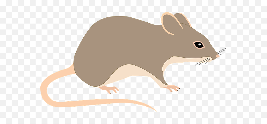 600 Free Mouse U0026 Rat Illustrations - Pixabay Animal Rats Tail Png,Rat Transparent Background