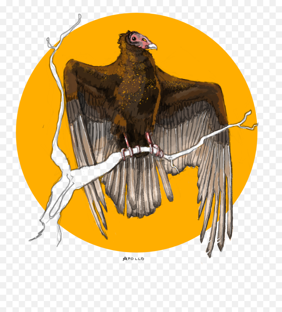 Turkey Vulture Tattoo Concept Apollo - Andean Condor Png,Vulture Transparent