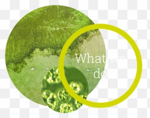 Omega - 3 Epa Dha For Sustainable Animal Nutrition Veramaris Microalgae Epa Dha Png,Epa Logo Png