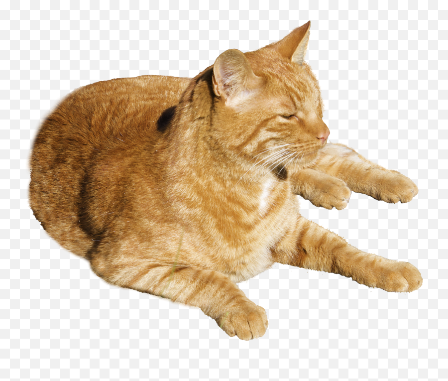 Cat - Orange Cat Png,Transparent Cat