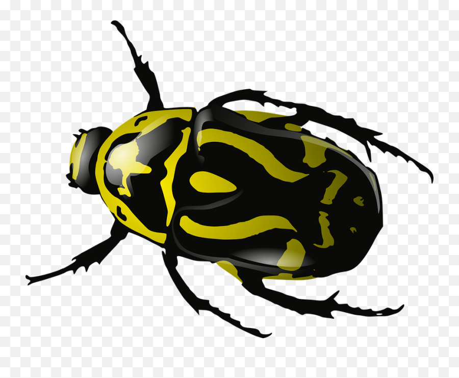 Download - Beetle Clipart Png,Bugs Png