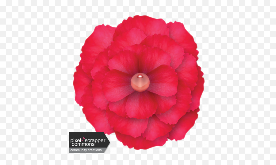 Red Flower With Gem Center Graphic By Sunny Faith Rush - Begonia Png,Real Rose Png