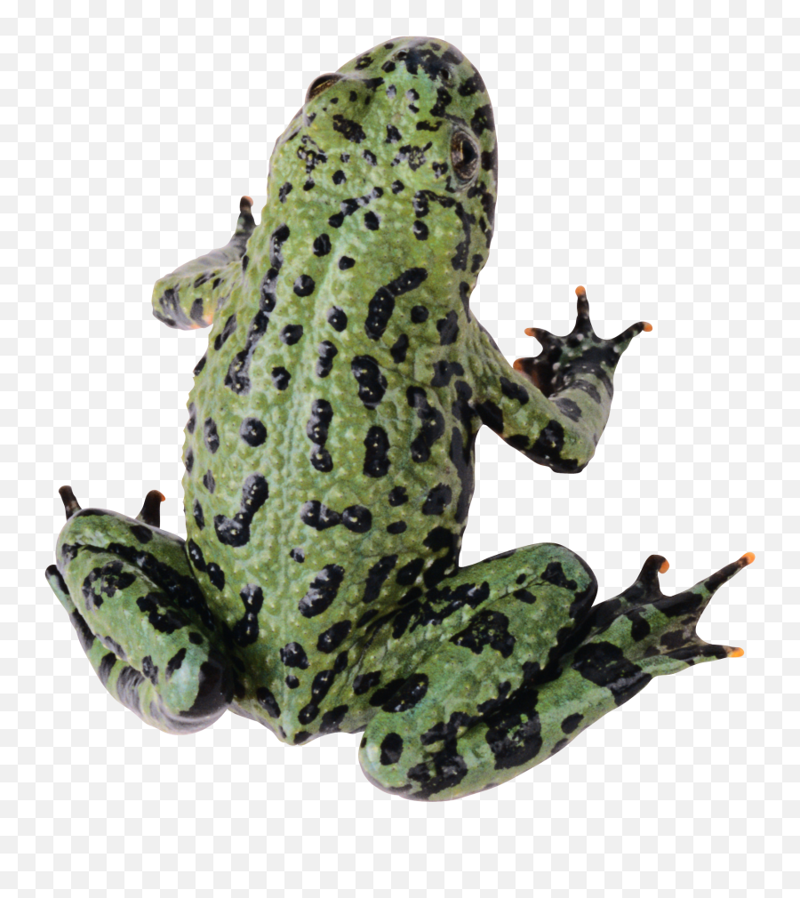 Frog Picture Transparent Background - Frog With Transparent Background Png,Transparent Frog