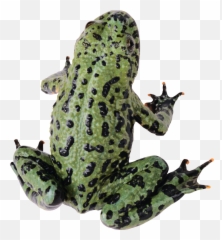 Frog Picture Transparent Background - With png