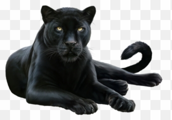 Download Leopard Felidae Black Cougar Panther Free - Black Panther Animal Png,Black Panther Transparent