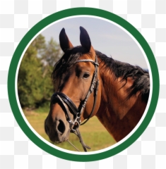 Horse Supplies And Feed In Johnstown Colorado - Animal Zebra png