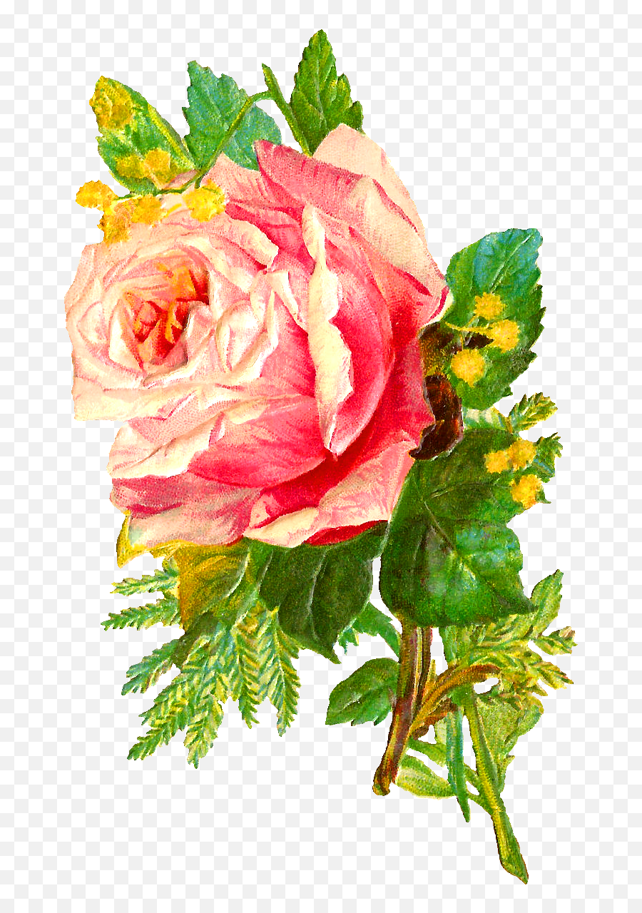 Download Hd Flower Rose Image Bouquet Pink Png - Garden Roses,Flower Bunch Png