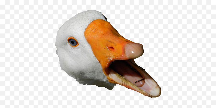 Goose Head Transparent U0026 Png Clipart Free Download - Ywd Duck Head Png,Animal Head Png