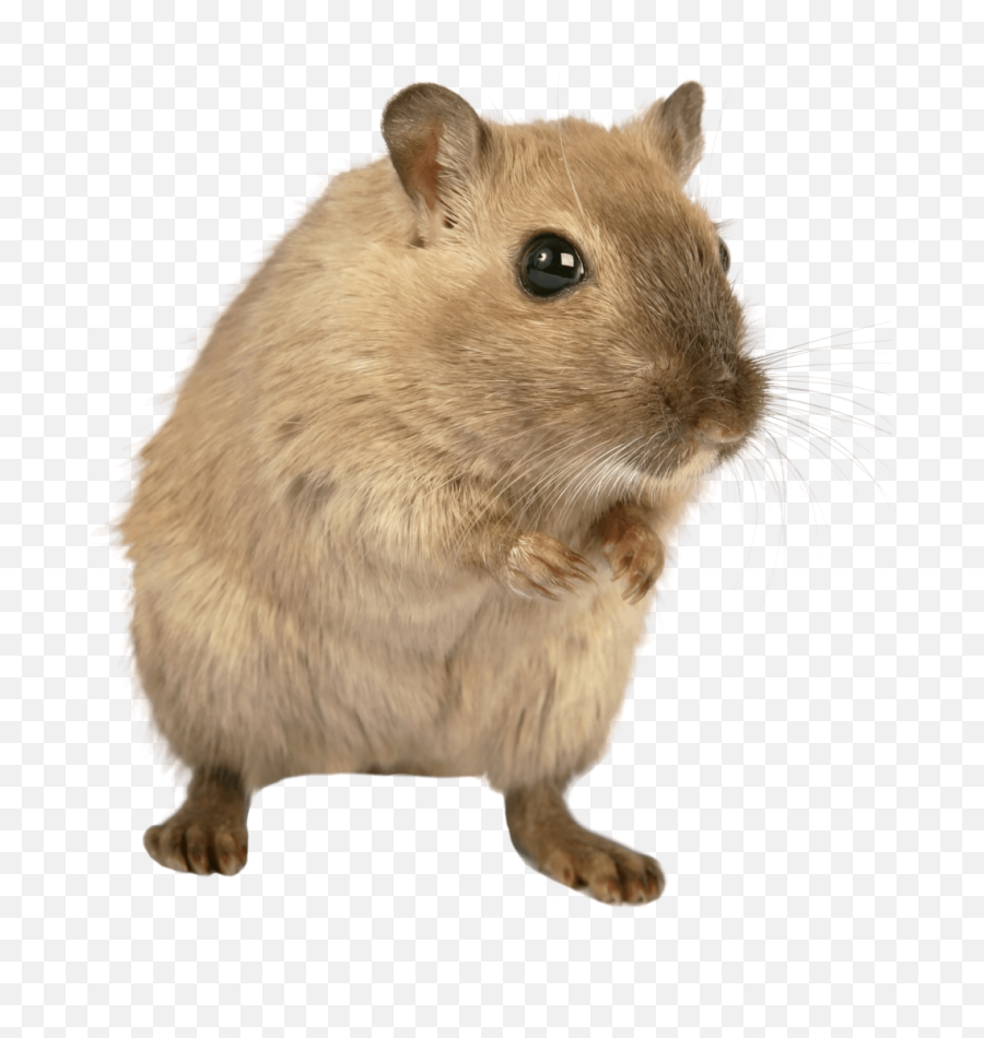 Rat Mouse Png Image - One Mouse Two Mice,Mouse Png