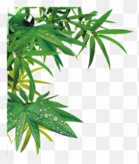 Leaf Design Transparent Decorative - Bamboo Leaves Png