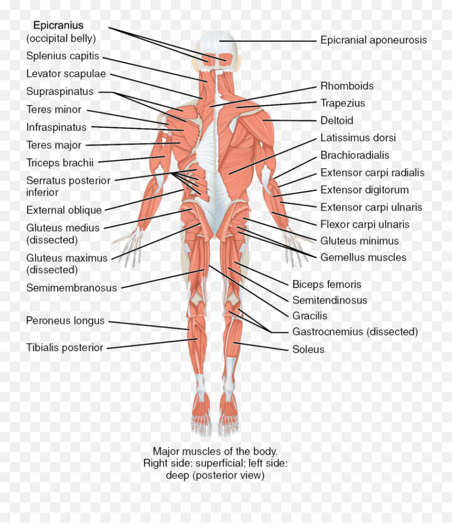 Human Body Png - Trunk Human Body The Muscles Of The Trunk Posterior View Of Muscles,Muscles Png