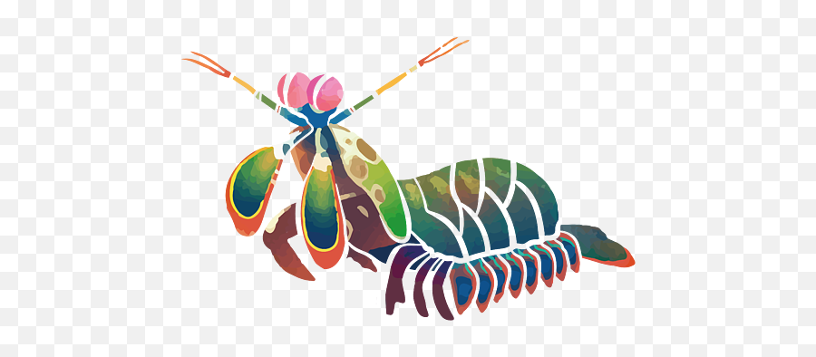 Rainbow Peacock Mantis Shrimp Colorful Gift Fleece Blanket Png Icon