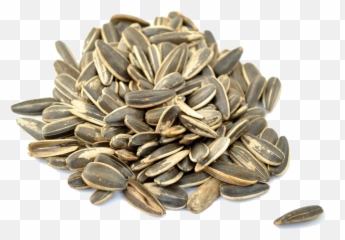 Sunflower Seeds Transparent Free Png - In French
