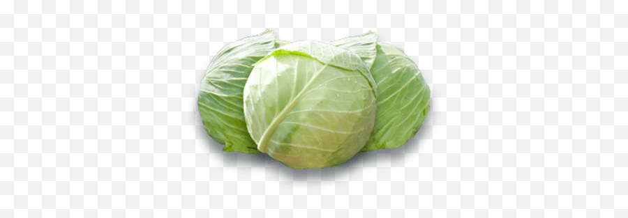 White Cabbage Transparent Png - Stickpng White Cabbage Png,Cabbage Png