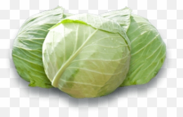 White Cabbage Transparent Png - Stickpng White Cabbage Png,Cabbage Png