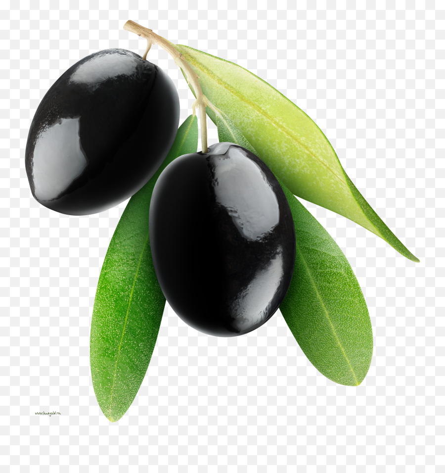 Black Olive Oil Png Transparent - Black Olive Png,Olive Png