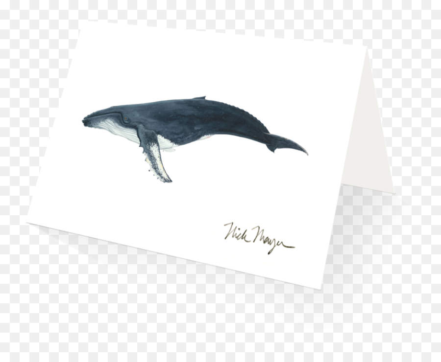 Humpback Whale - Bottlenose Dolphin Png,Humpback Whale Png