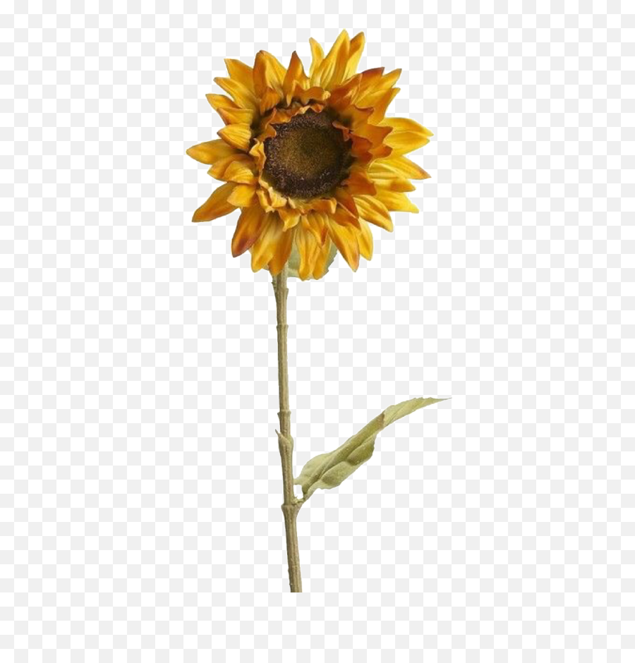 Featured image of post Aesthetic Sunflower Drawing Aesthetic art draw flower girl grunge hipster indie