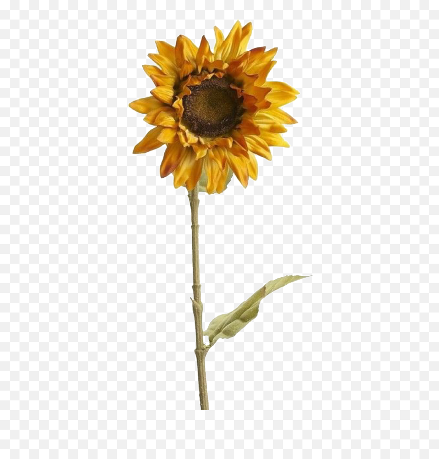 Featured image of post Aesthetic Sunflower Png Aesthetic sunflower png collections download alot of images for aesthetic sunflower download free with high quality for designers