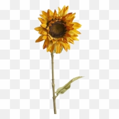 Yellow Flowers Tumblr Aesthetic - Flower Drawing Tumblr Transparent Background Aesthetic Sunflower Png