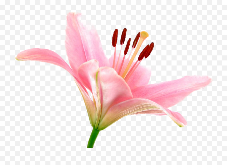 Pink Lily Png Transparent Image - Pink Lily Flower Png,Lily Transparent Background