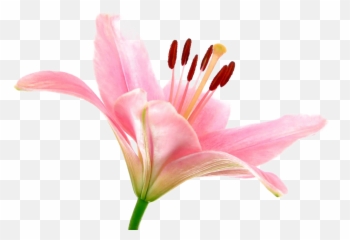 Pink Lily Png Transparent Image - Flower