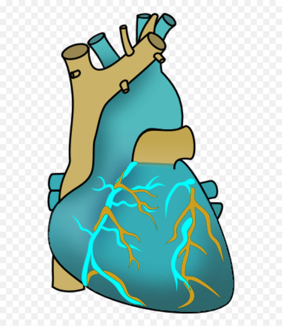 Vector Clip Art - Human Heart Clipart Png,Heart Organ Png