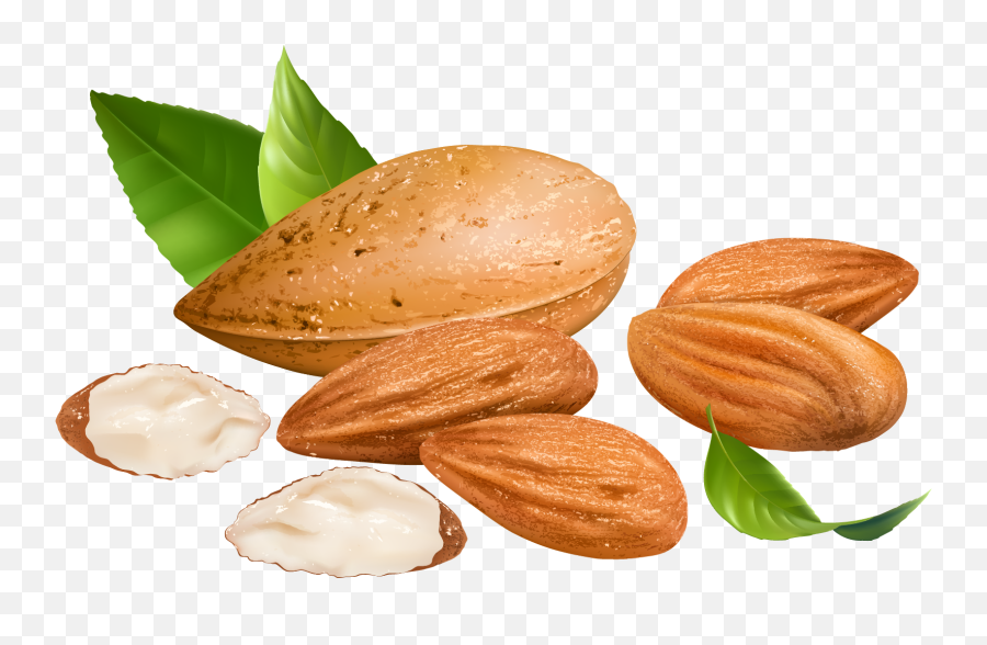 Clipart Food Nuts Transparent Free For - Pb And Me Nutrition Png,Nuts Png