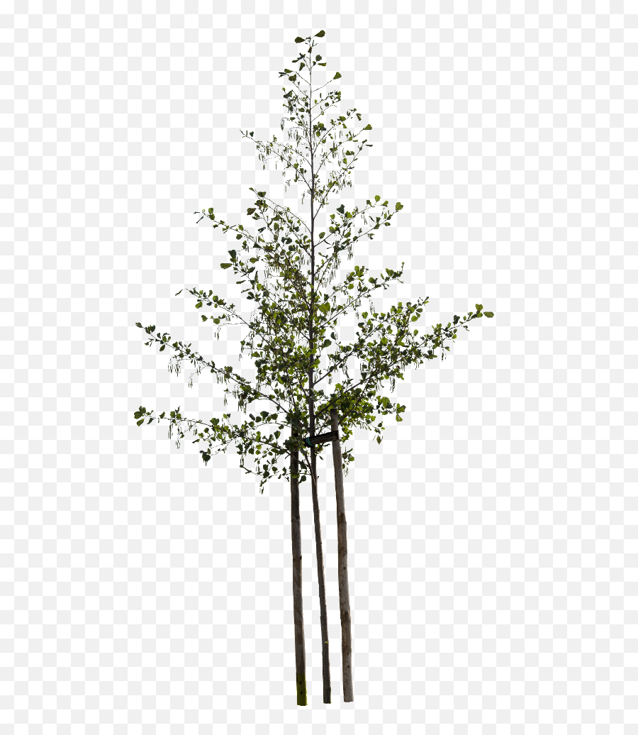 Alnus Glutinosa - Small Deciduous Trees Tree Plants Tree Png,Tree Cutout Png