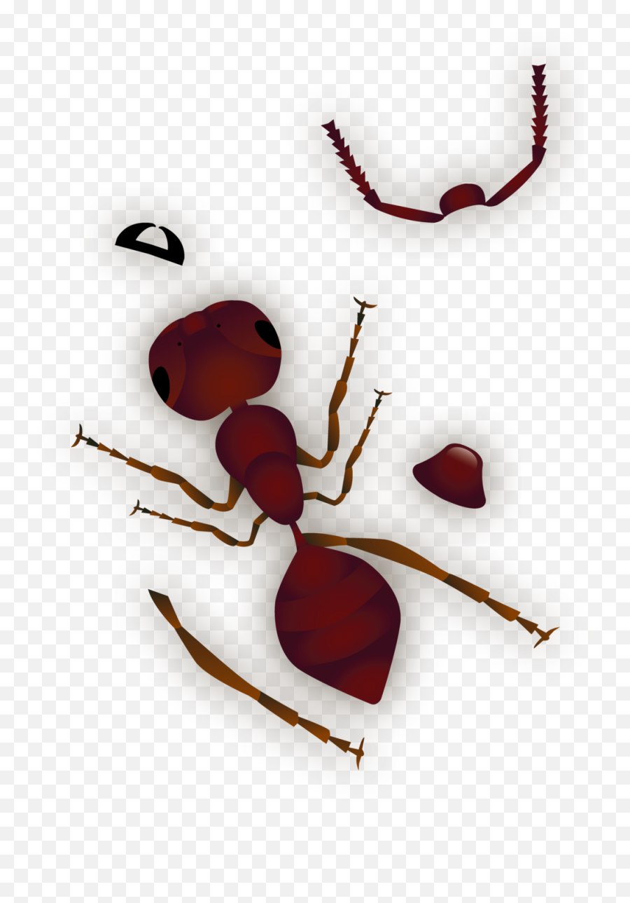 Build A Bug U2014 Suzy Rodriguez Art Png Ants