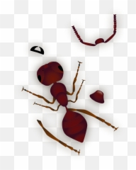 Build A Bug U2014 Suzy Rodriguez Art Png Ants