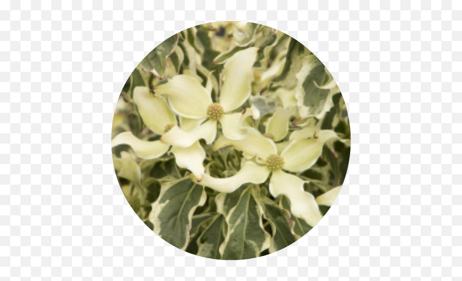 Download U0027wolf Eyesu0027 Kouse Dogwood Herbeins Garden Center - Wolf Eyes Kousa Dogwood Png,Dogwood Png