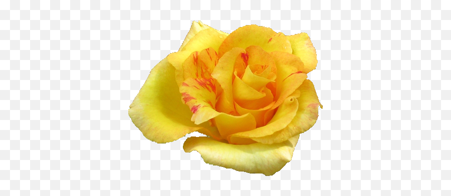 Yellow Rose Flowers Png Pic - Good Evening Pic With Yellow Rose,Rose Flower Png