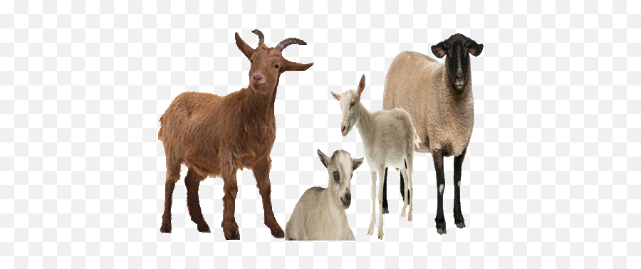 Goat Farming Improves Peasantsu0027 Lot - Pakissancom Goat Images Png,Goat Transparent