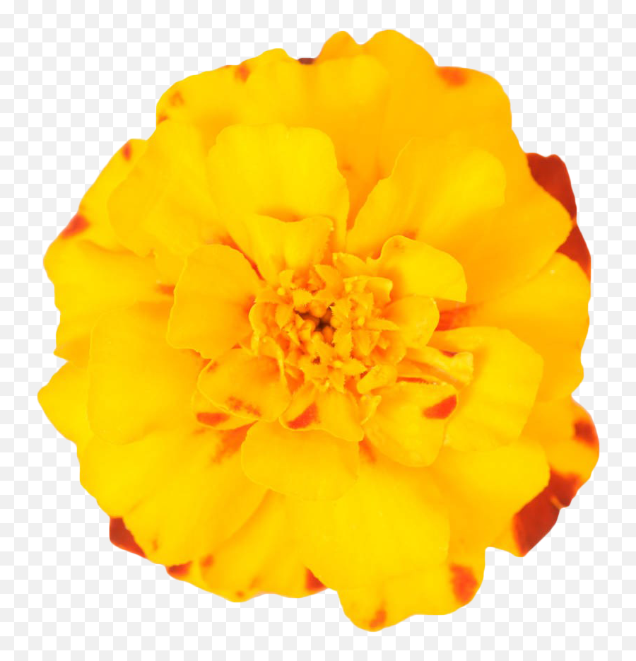 Mexican Marigold Flower Plant - Yellow Marigold Png Download Marigold Flower Transparent,Marigold Png
